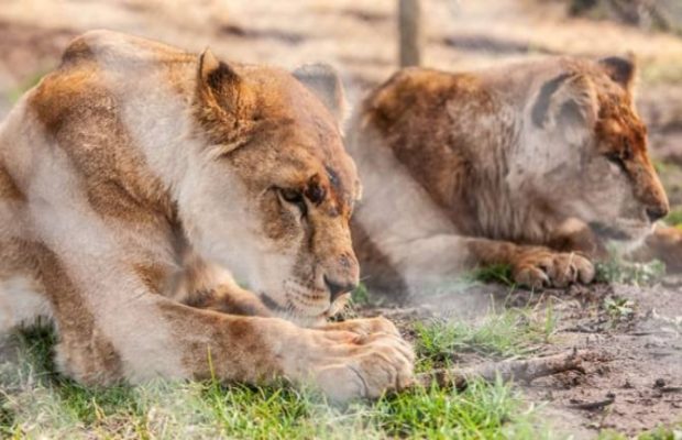 Watch: Lions rescued from Ukraine circus arrive in South Africa
