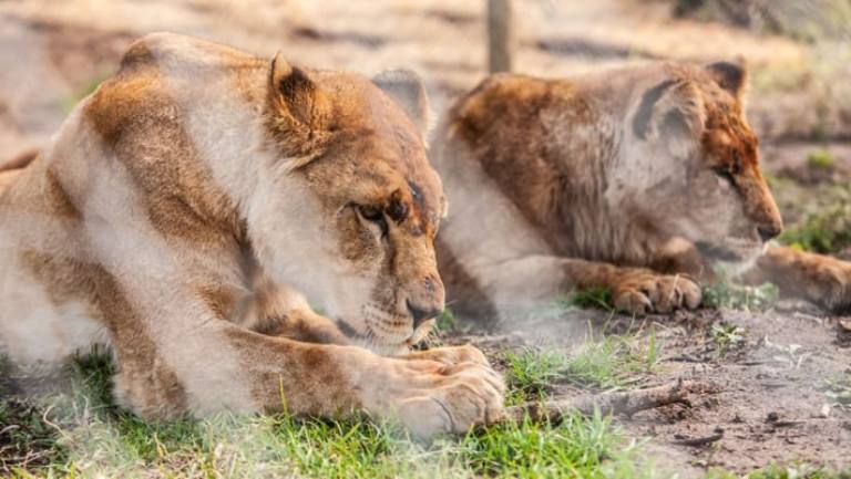 Watch: Lions rescued from Ukraine circus arrive in South Africa