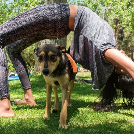 Watch: Yoga with homeless dogs is the MOST feel-good event of the year!