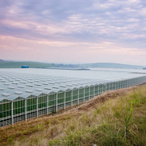 First Cannabis Cultivation License awarded in South Africa!