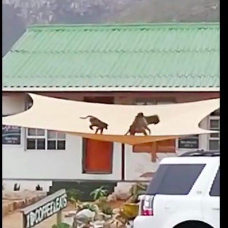 baboons