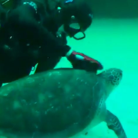 Turtle