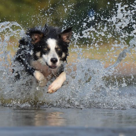 South African K9 units embolden search and rescue efforts amid Cyclone Idai aftermath!