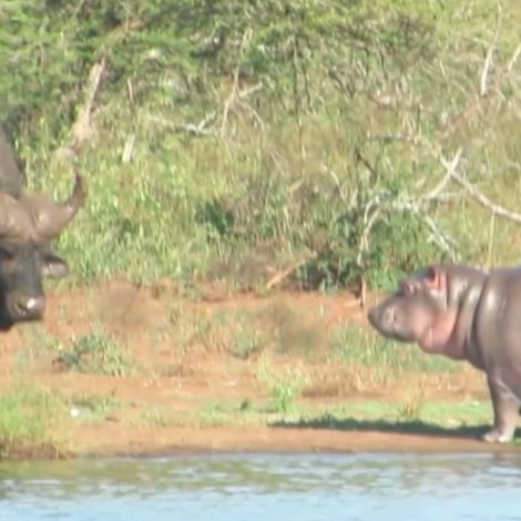 hippo