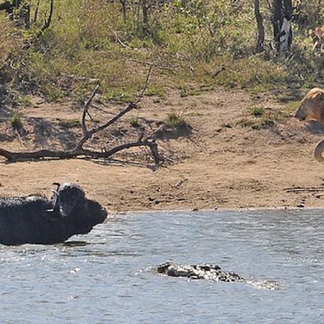 buffalo