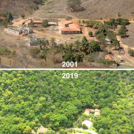 Couple spend 20 years planting over 2 million trees... recreating a lost forest!