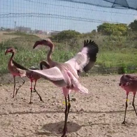 flamingo