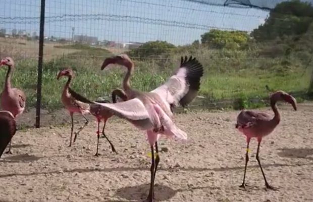 flamingo
