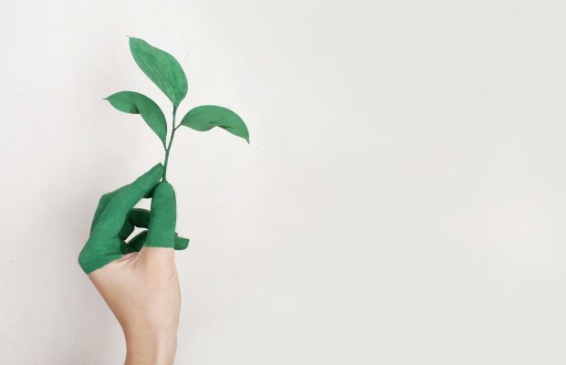 Spray Green Talents