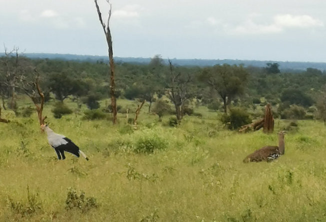 Kori Bustard