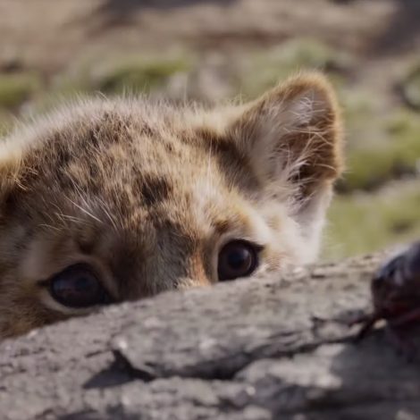 Must Watch: The FULL Lion King live action trailer has just dropped!