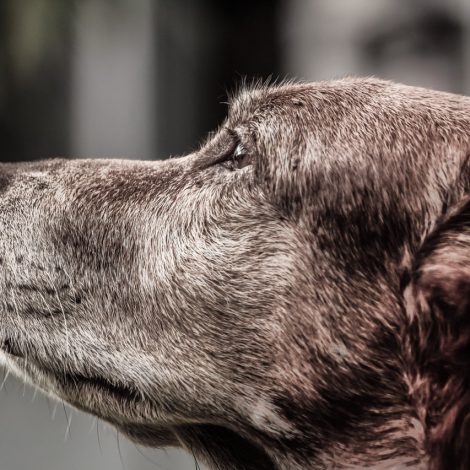 Senior Pets elderly forgotten