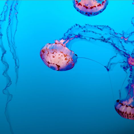 South African Aquarium wins gold at the 2019 African Responsibility Tourism Awards