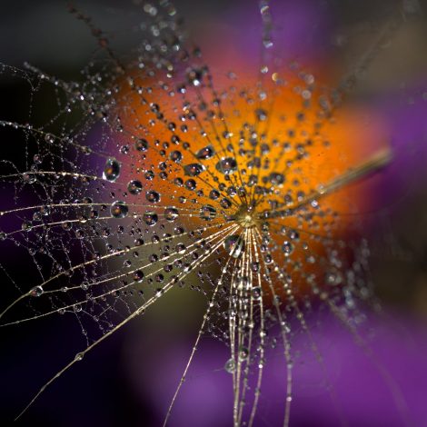 Web of intrigue as new button spider species discovered in SA