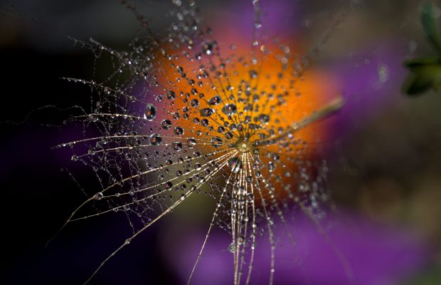 Web of intrigue as new button spider species discovered in SA