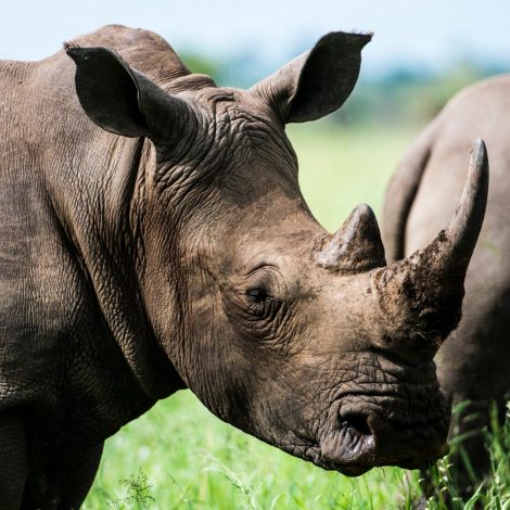Rhino Poachers sentenced to 25 years in Prison... setting a new precedent in South Africa!