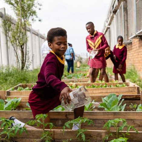 Food Gardens