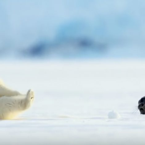 Baby seal scares baby Polar Bear and the internet can't deal!