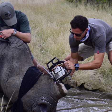 South African reserves are de-horning Rhinos to save them... Balule Nature Reserve 1