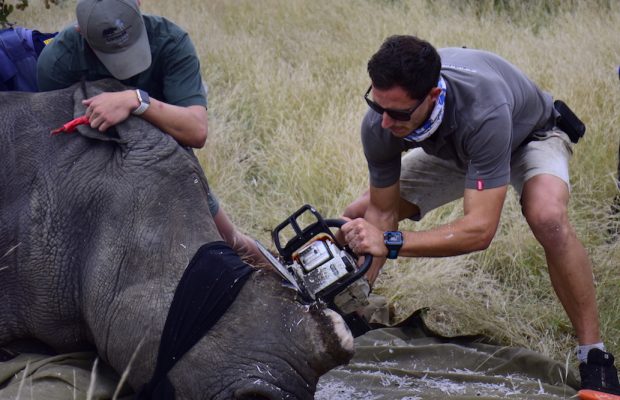 South African reserves are de-horning Rhinos to save them... Balule Nature Reserve 1