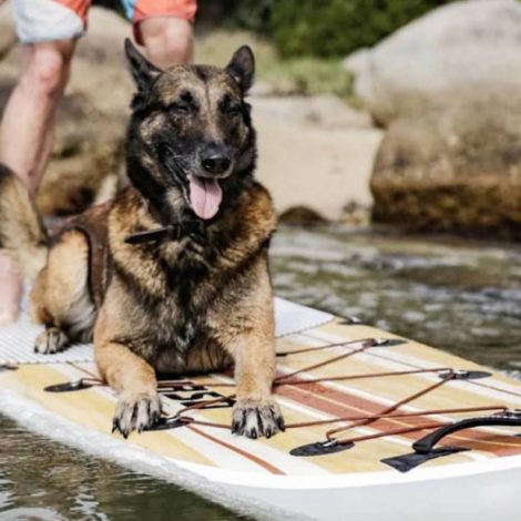 adventure dog