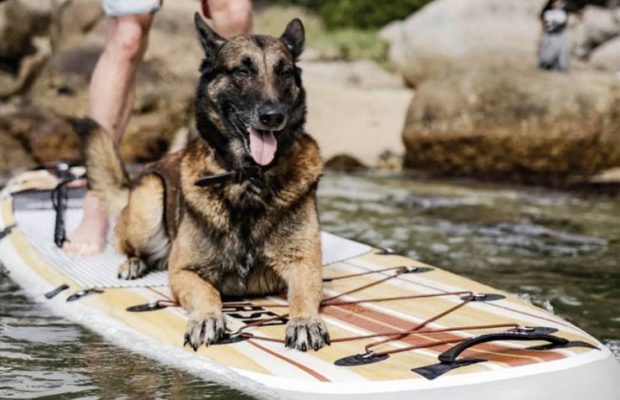 adventure dog