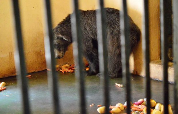 Watch: Crusading South African DJ highlights plight of zoo animals