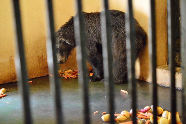 Watch: Crusading South African DJ highlights plight of zoo animals