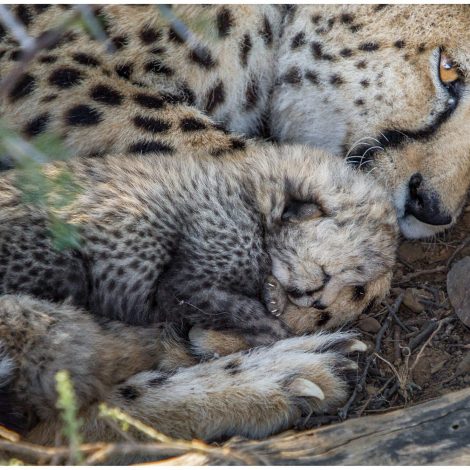 In Pics: Summer rainstorm gives birth to a new generation of Cheetahs