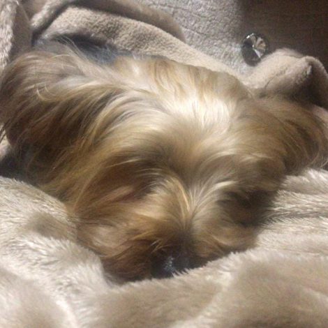 Yorkie