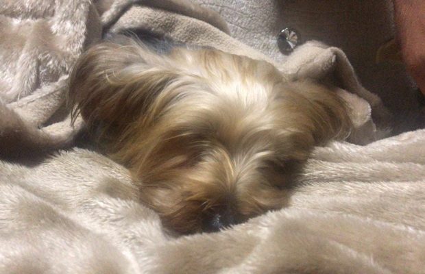 Yorkie