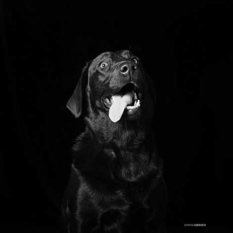 black shelter animals