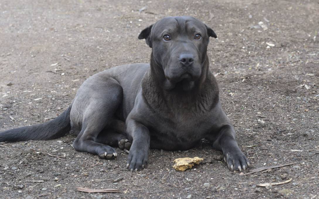 Family finds gold worth over R360k while walking "Lucky" their dog!