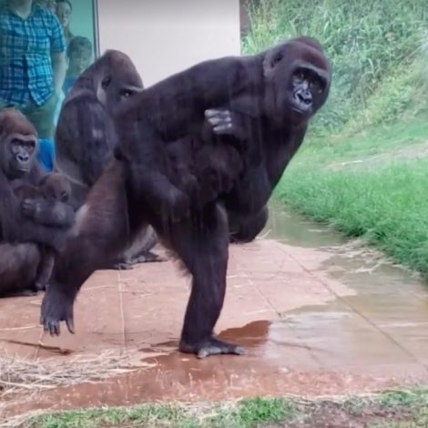 gorillas