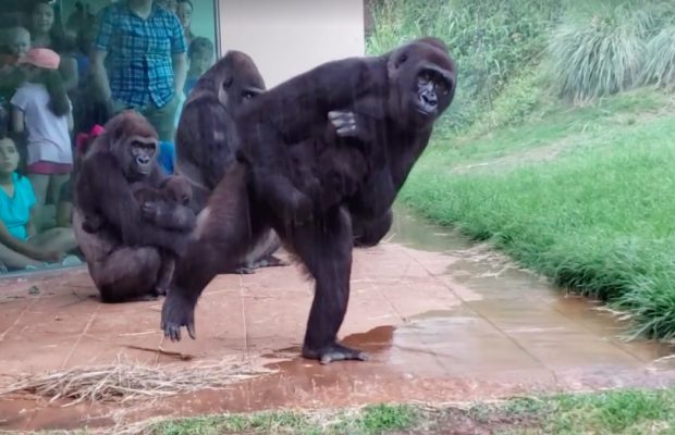gorillas