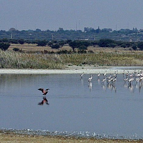In Pics: Rescued Flamingo chicks take their first flight!
