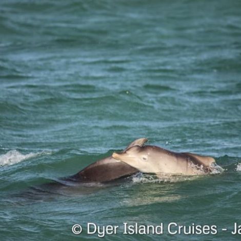 humpback dolphin