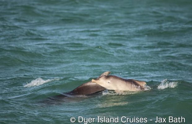 humpback dolphin