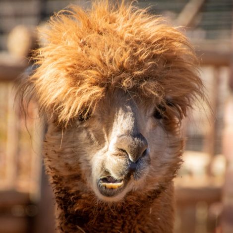 Watch: Angry Bird breaks up Llama fight and the video goes viral!