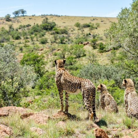 Private Game Reserve appoints South Africa’s first female tracker! Justa Frans 1