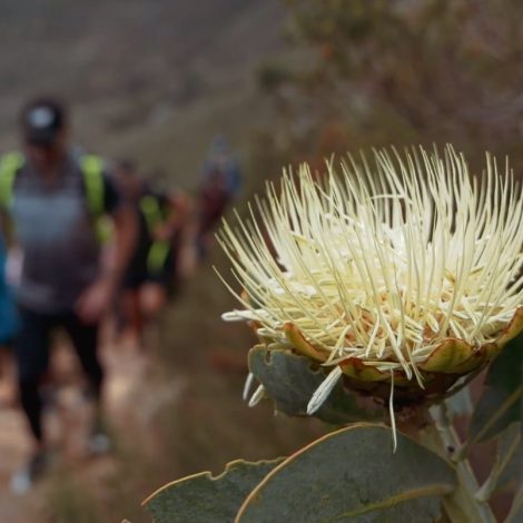 proteas