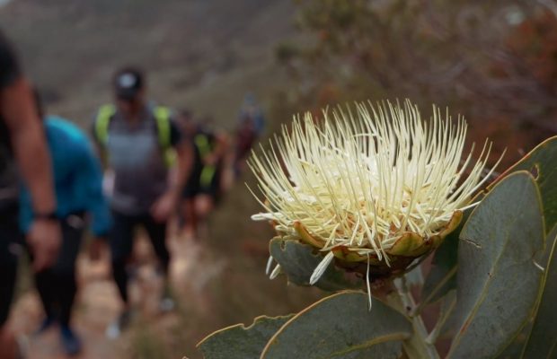 proteas