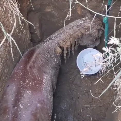 Watch: Rescue team save horse trapped in an 8-meter hole