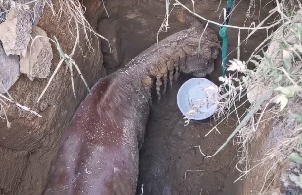 Watch: Rescue team save horse trapped in an 8-meter hole