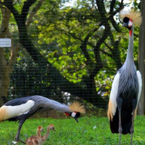 Endangered baby cranes thriving at Conservation Centre