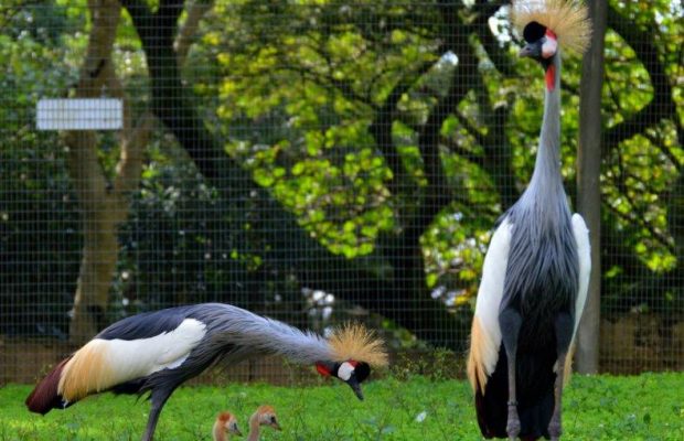 Endangered baby cranes thriving at Conservation Centre