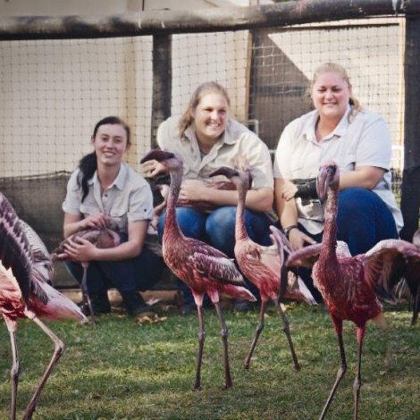 Rescued flamingos at Montecasino Bird Gardens return home