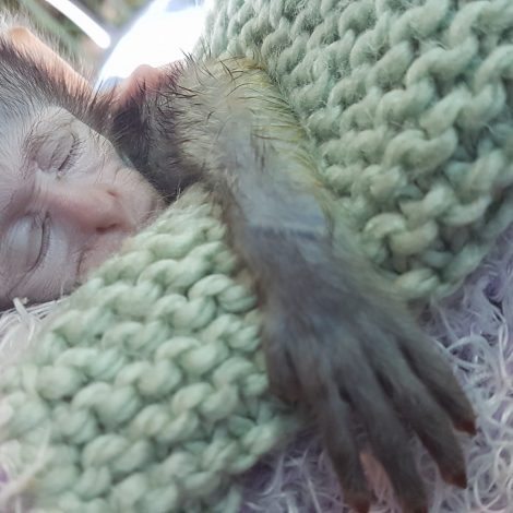 animal website