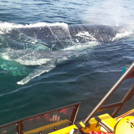 Humpback Whale
