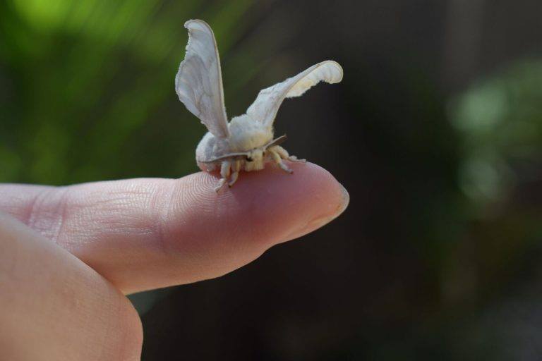 SA patriot unites communities in NZ with silkworms!